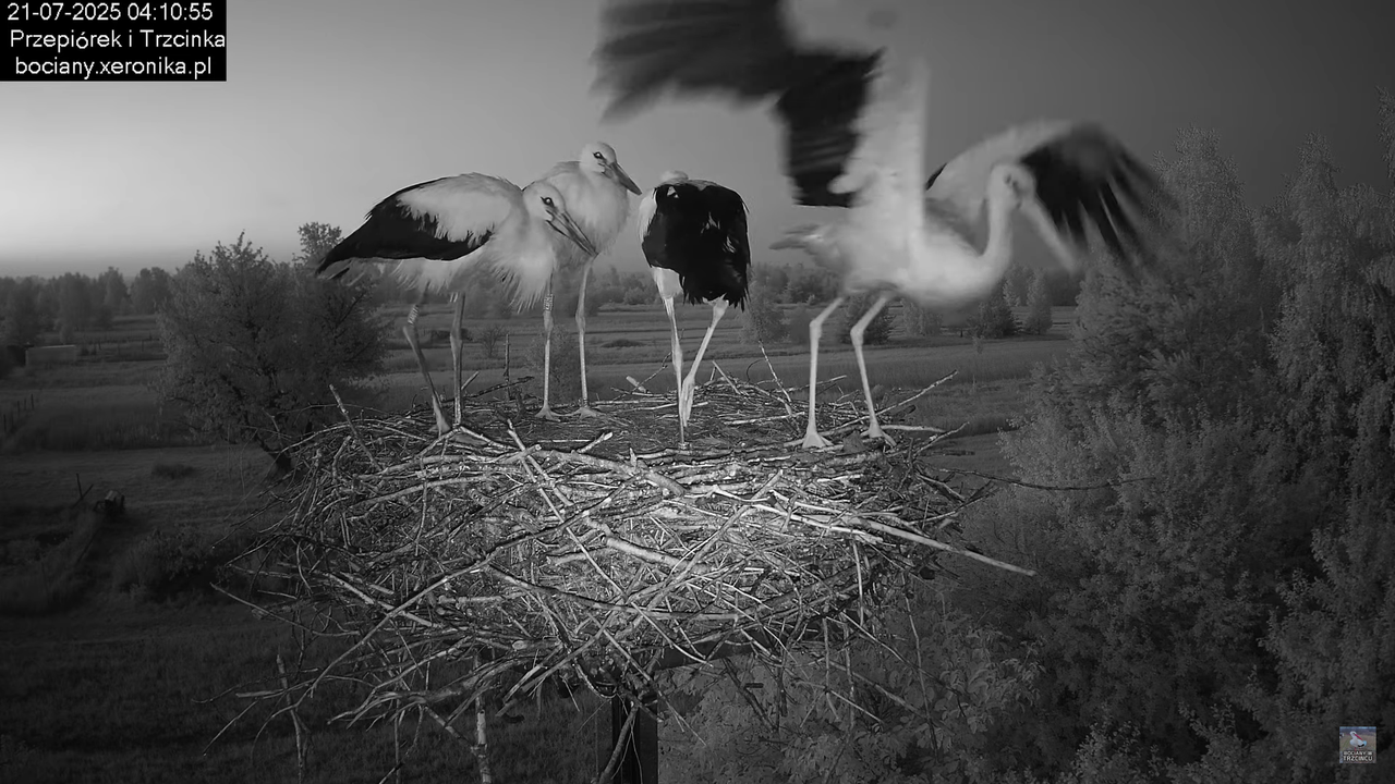21072025bociany1