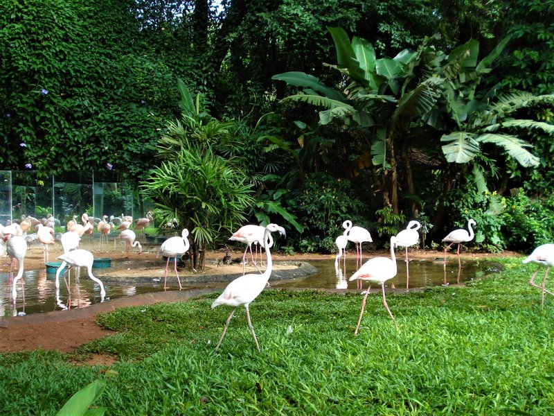 Parque de las Aves-25-2-2010 - Brasil y sus pueblos-2010 (11)