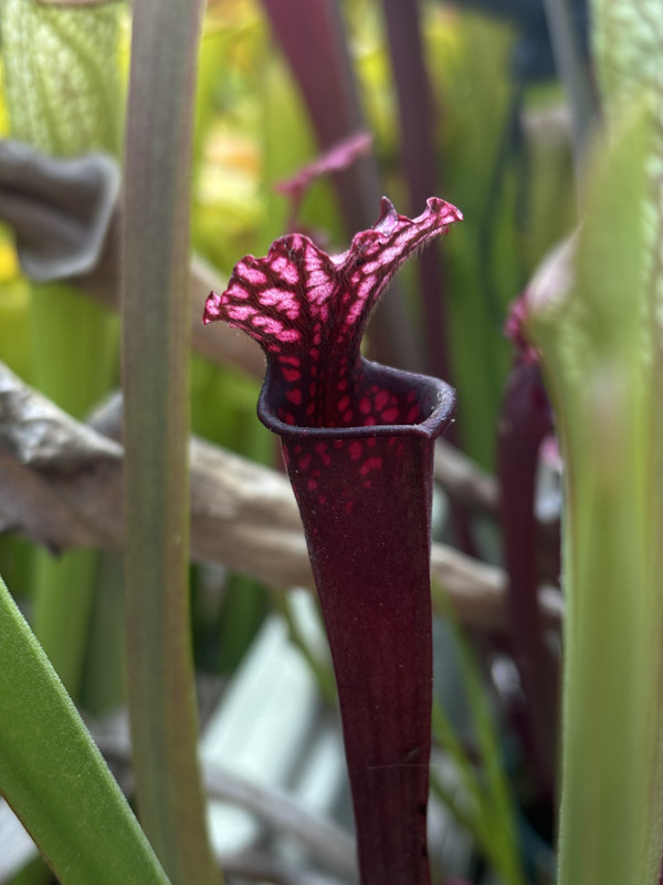 neon pink, spring 2024 — pigment stretches down tube