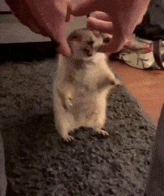 [Image: gopher-happy-ezgif-com-optimize.gif]