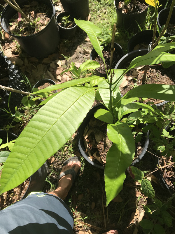 Kuini 11 2018