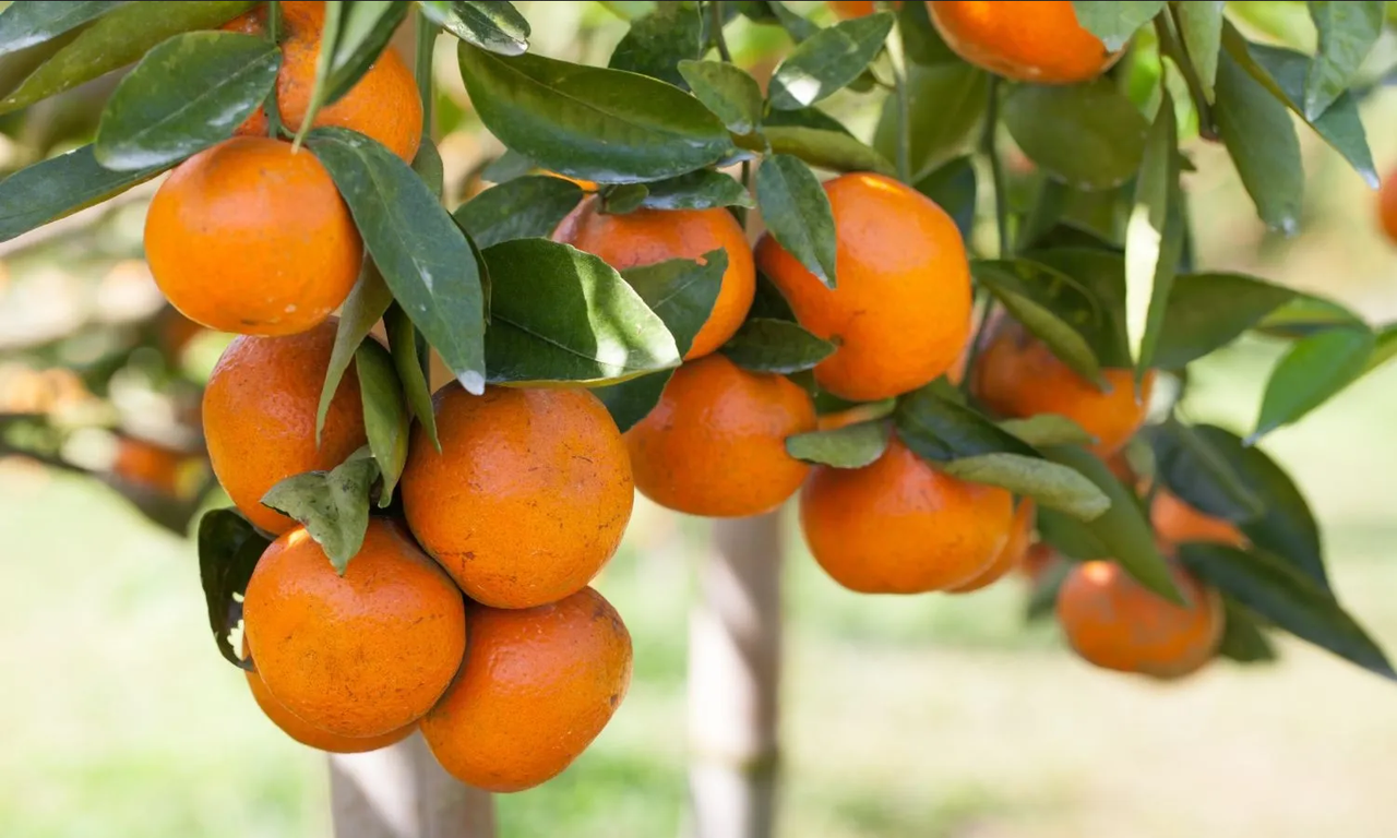 Este es el mejor abono para que tu árbol de naranjo rebose de frutos
