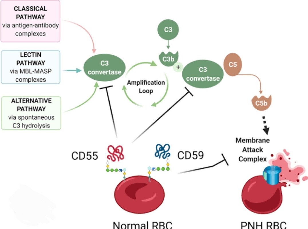 Complement-rbc