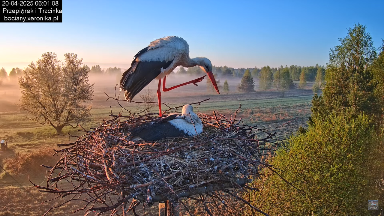 20042025bociany13