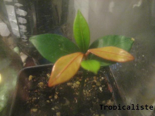 MangosteenDwarfplant