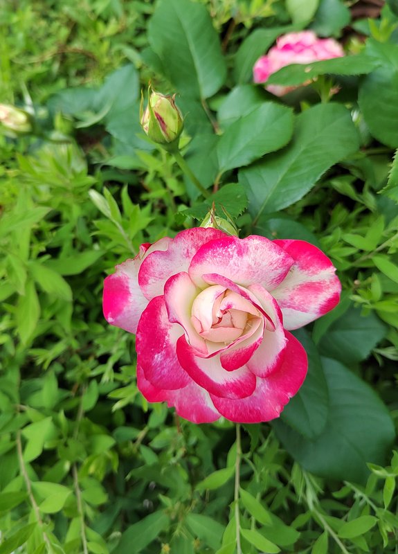 https://i.postimg.cc/QxfnBrYj/32-IMG-20250610-121723.jpg