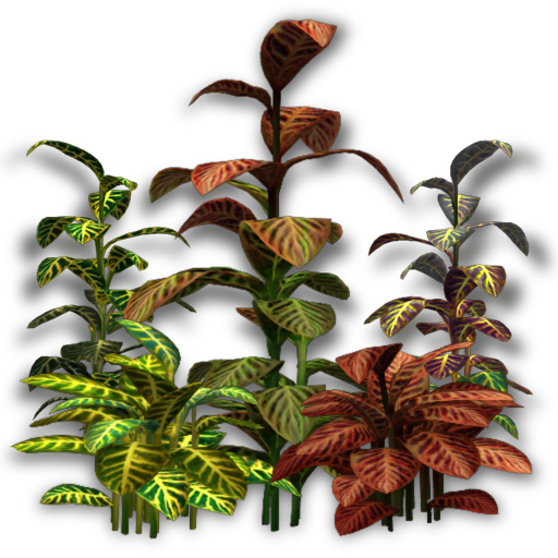 [Image: Croton-Plant-Kit.jpg]