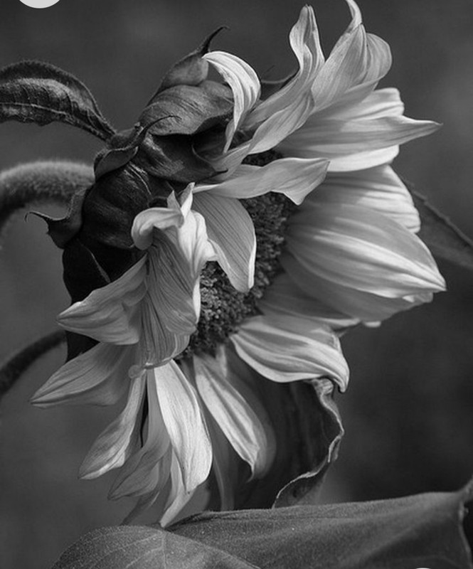 Screenshot_20230102_155300_Chrome