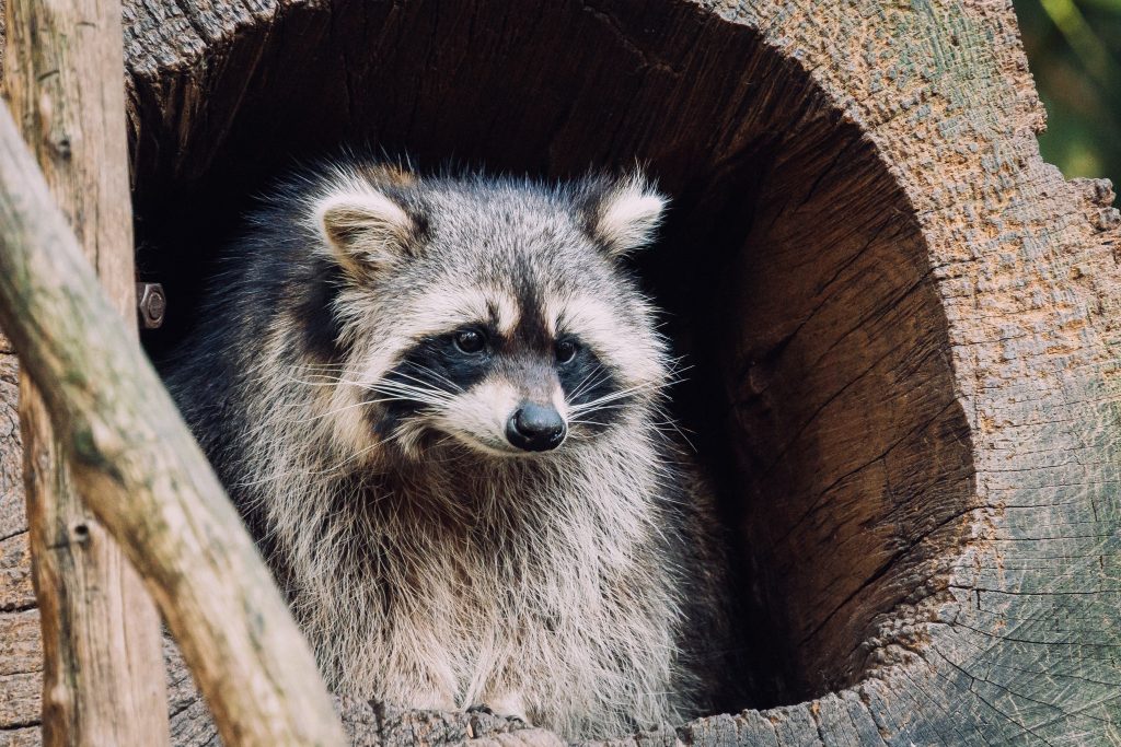 Orlando wildlife removal