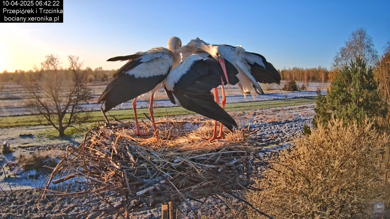 10042025bociany (25)