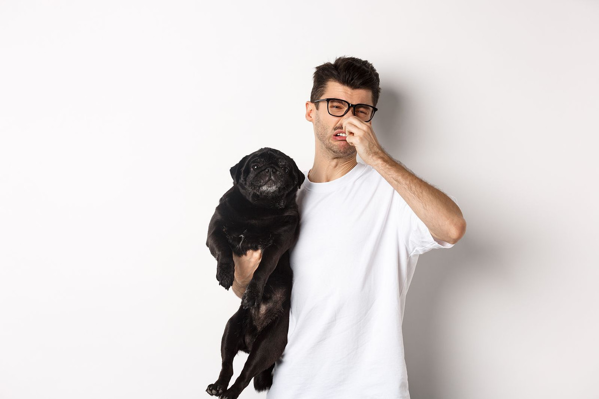 ¿Cuáles son las mejores croquetas para eliminar el mal olor de los perros?