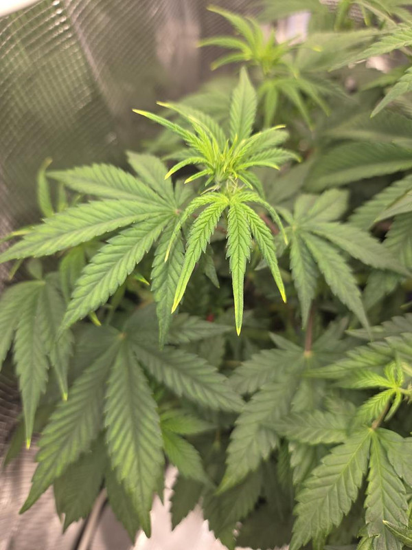 Messenger creation 6B130F92 D715 433A B33A C484769F16BB