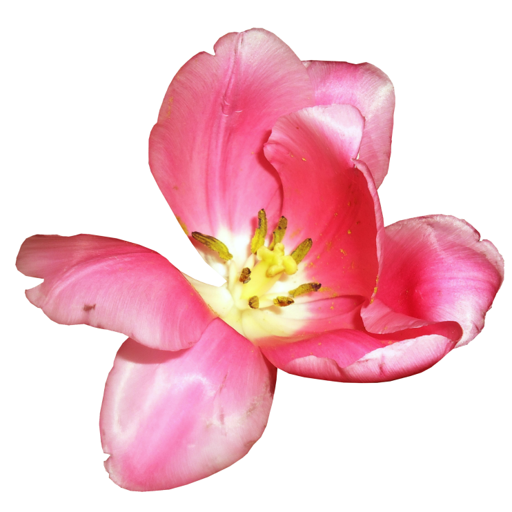 BIBI-PINK ANGEL ELEMS (77)