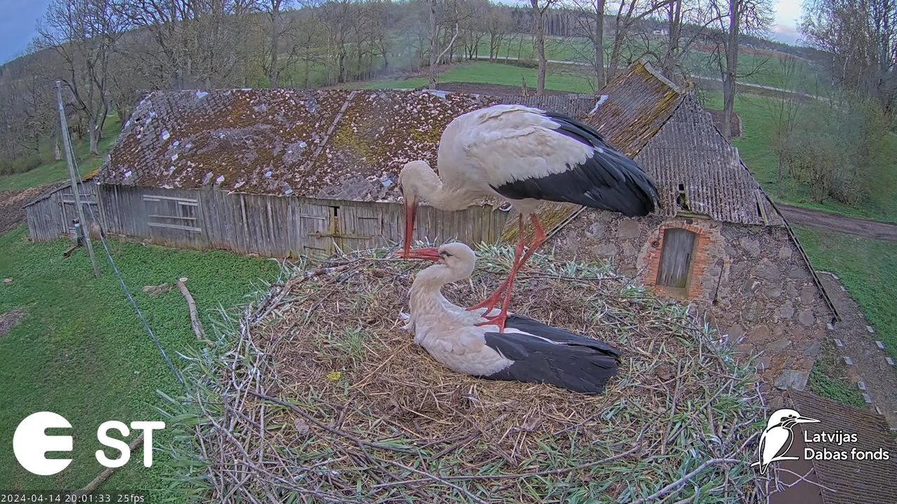 Baltie stārķi (Ciconia ciconia) Tukuma novadā - LDF tiešraide __ White storks in Tukums, Latvia 13-4