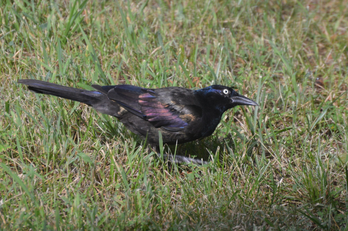 2021-8-13 Grackles (7)