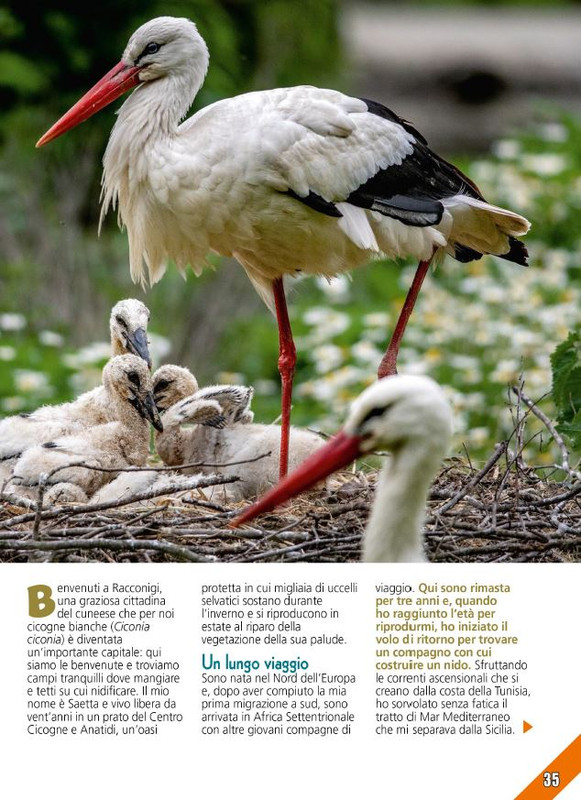 Foc Wil - Lug 2024 (4)