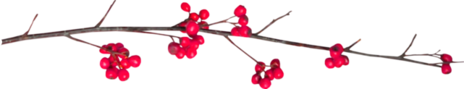 oie-transparent-2