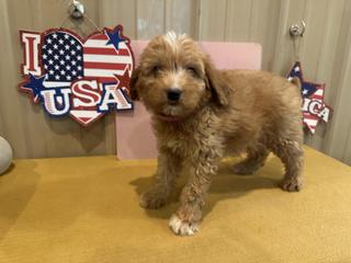 s pink collar female may 16