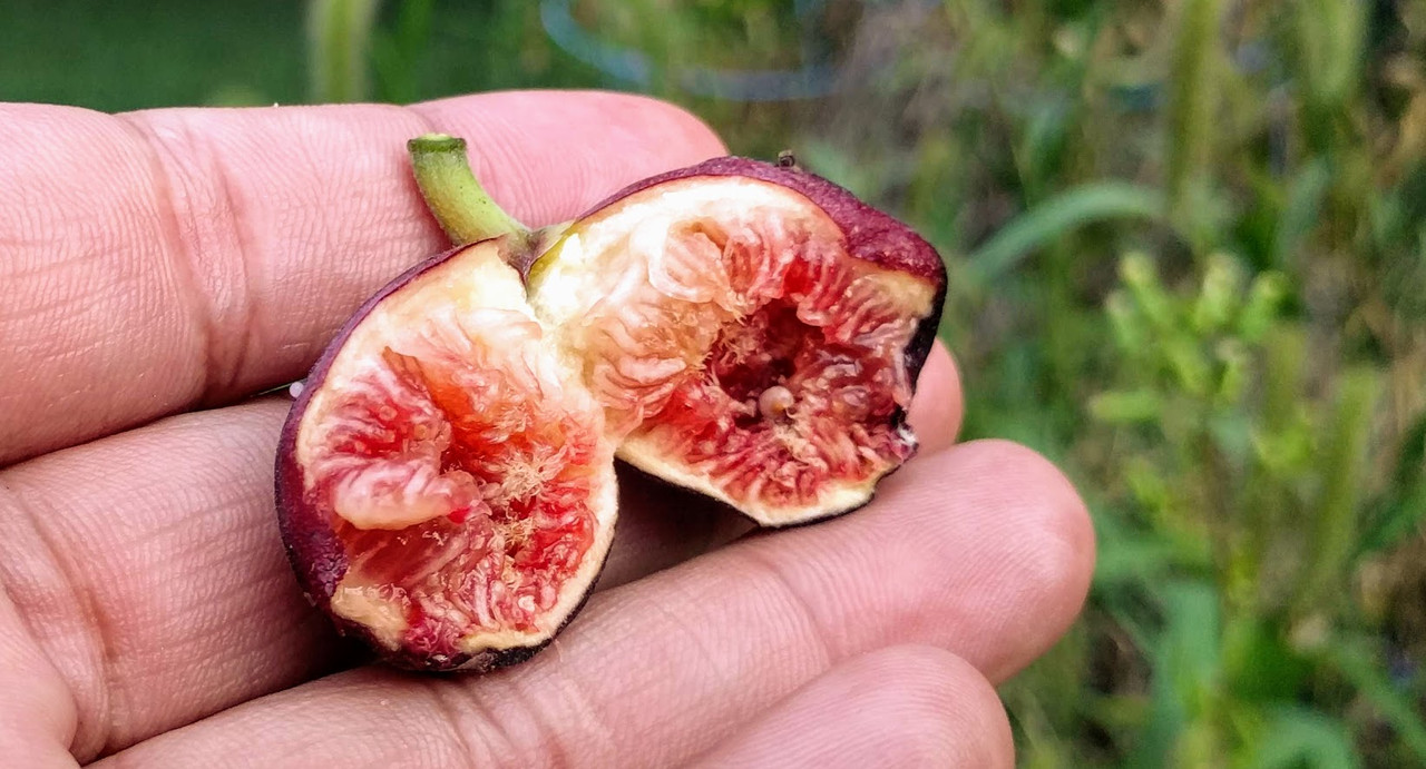 Pastiliere 09-10-2019 E