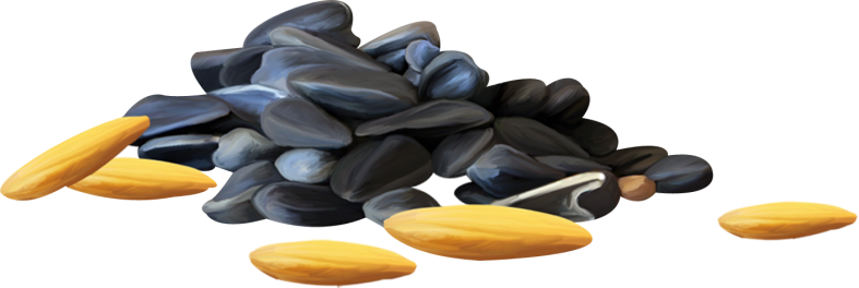 Pumpkinfairykitpudnseed