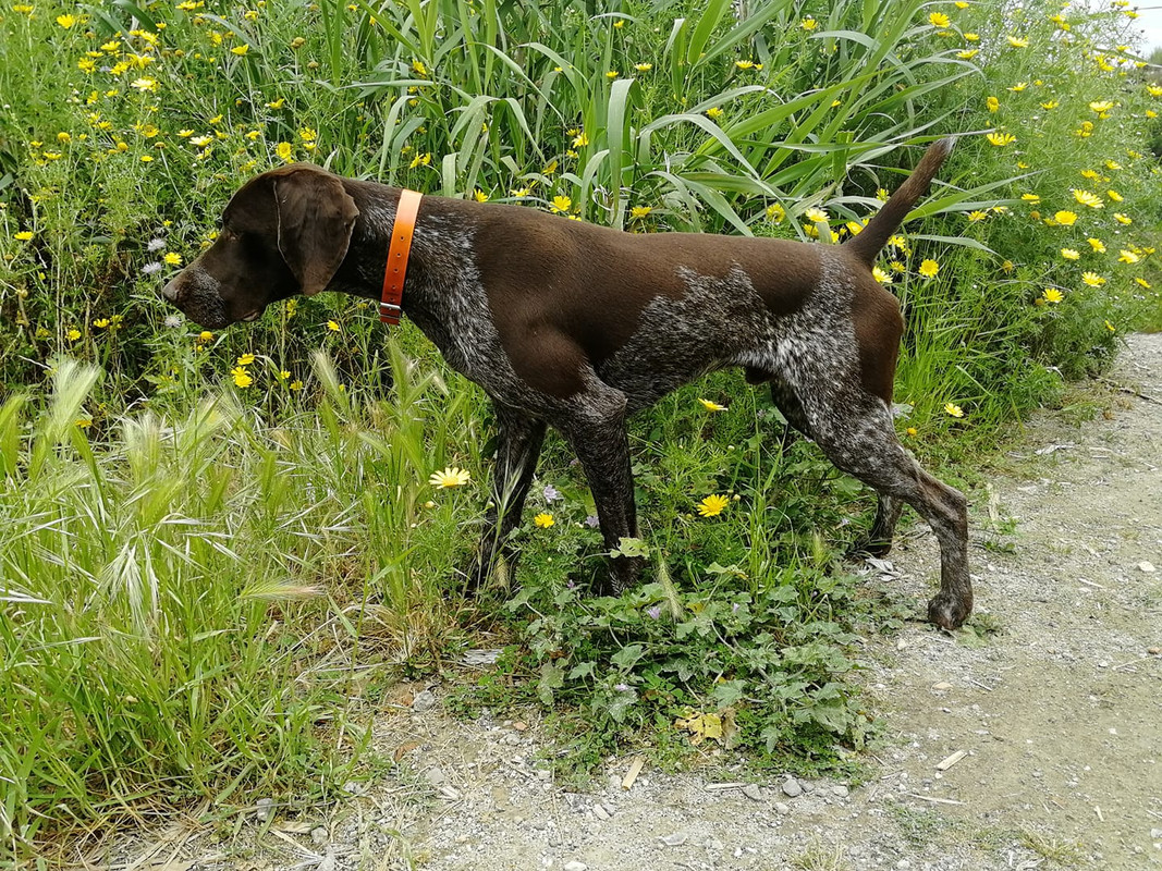 31855569_10215905249767108_1893050116097441792_o