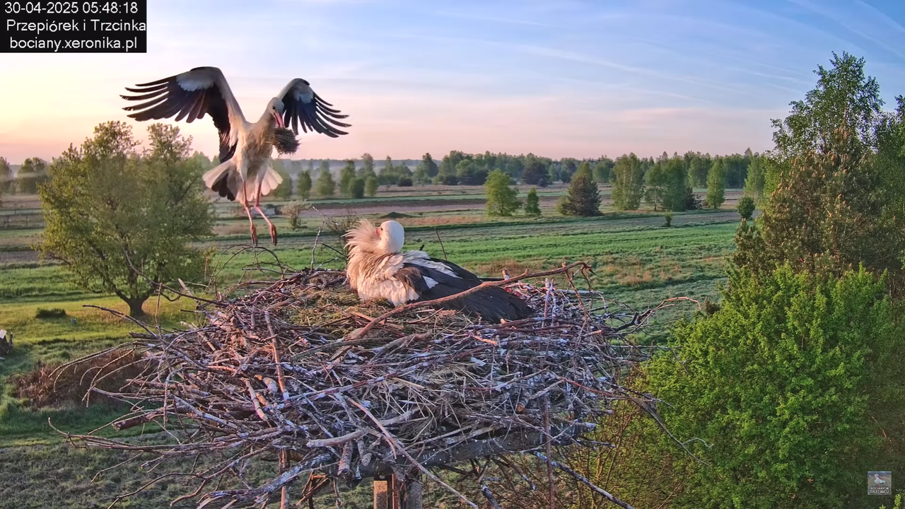 30042025bociany_0