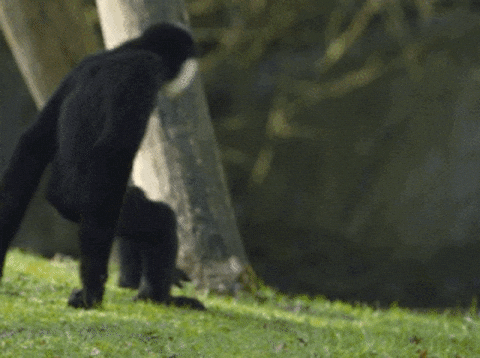 giphy-1.gif