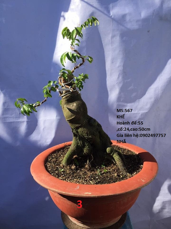 38392106_261922921303708_4632436641816903680_n