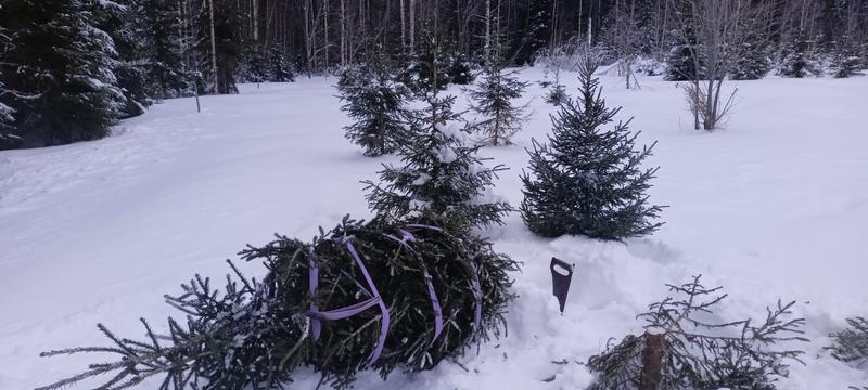 IMG20251223094941.jpg