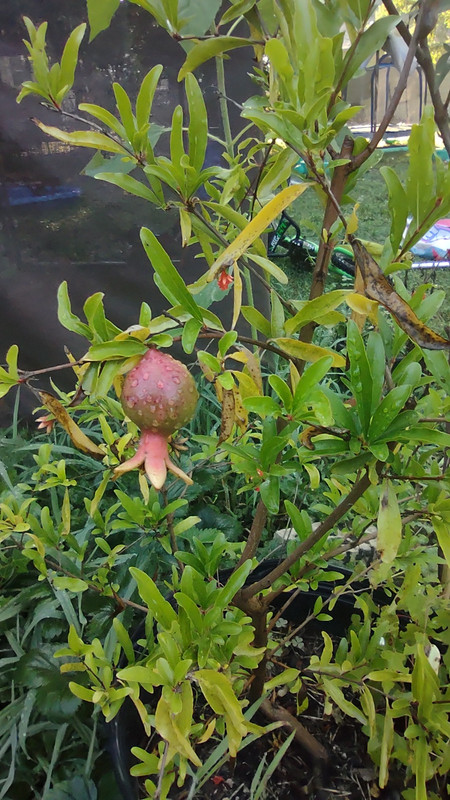 IMG_20250807_085458285