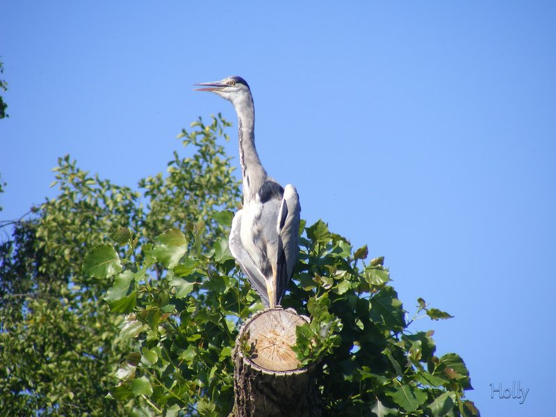 Heron-HD.jpg