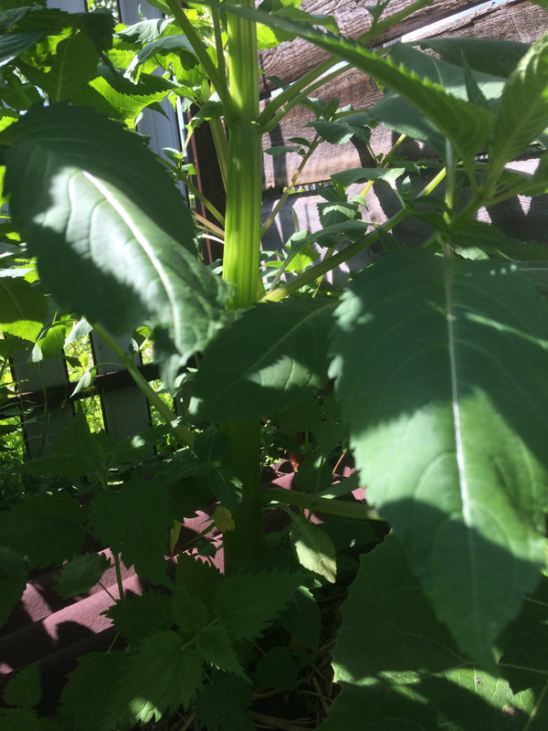 0EB3CF97-7B83-4EAE-A64B-2C9B221DF4C3