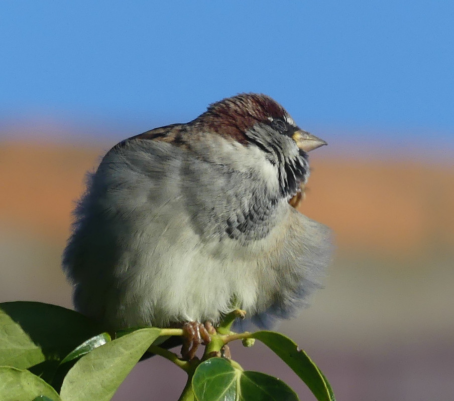 SPARROW 13 190924