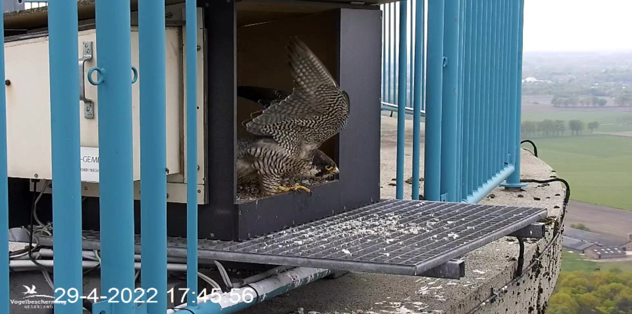 campics BDL 2022 va 9 april 2022 ©VWGGemert/Vogelbescherming Nederland - Pagina 39 Video-2022-04-29-174654-Moment-5