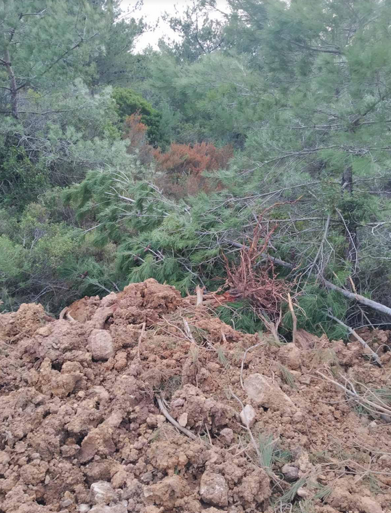 ΚΑΤΑΓΓΕΛΙΑ: KOBOYN ΠΕΥΚΑ ΣΤΗΝ ΑΓ. ΕΙΡΗΝΗ ΚΑΡΔΑΜΥΛΩΝ