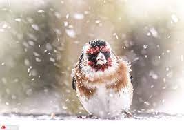 [Image: snowstorm.jpg]