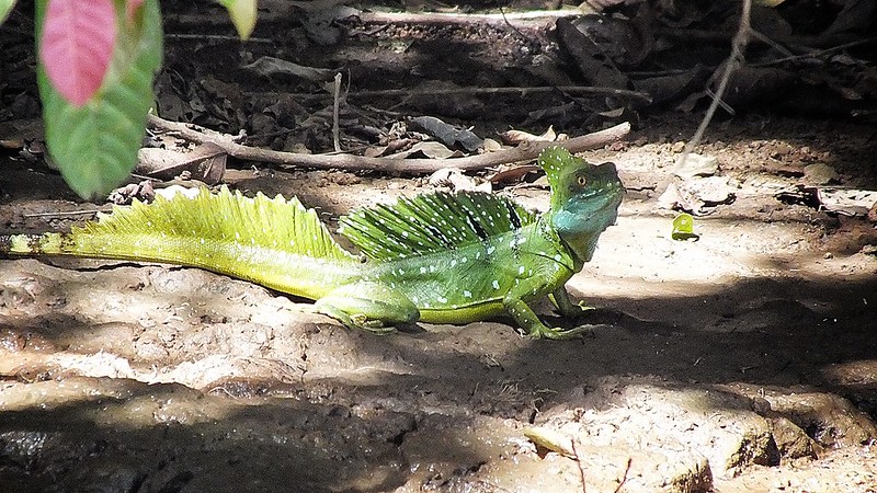 green-basilik-lizard.jpg