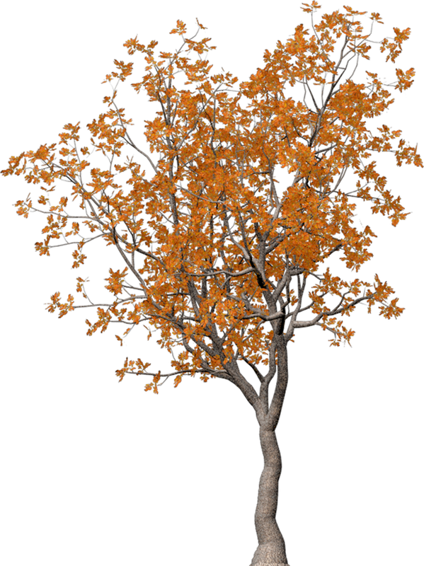 Autumn Witchery (151)