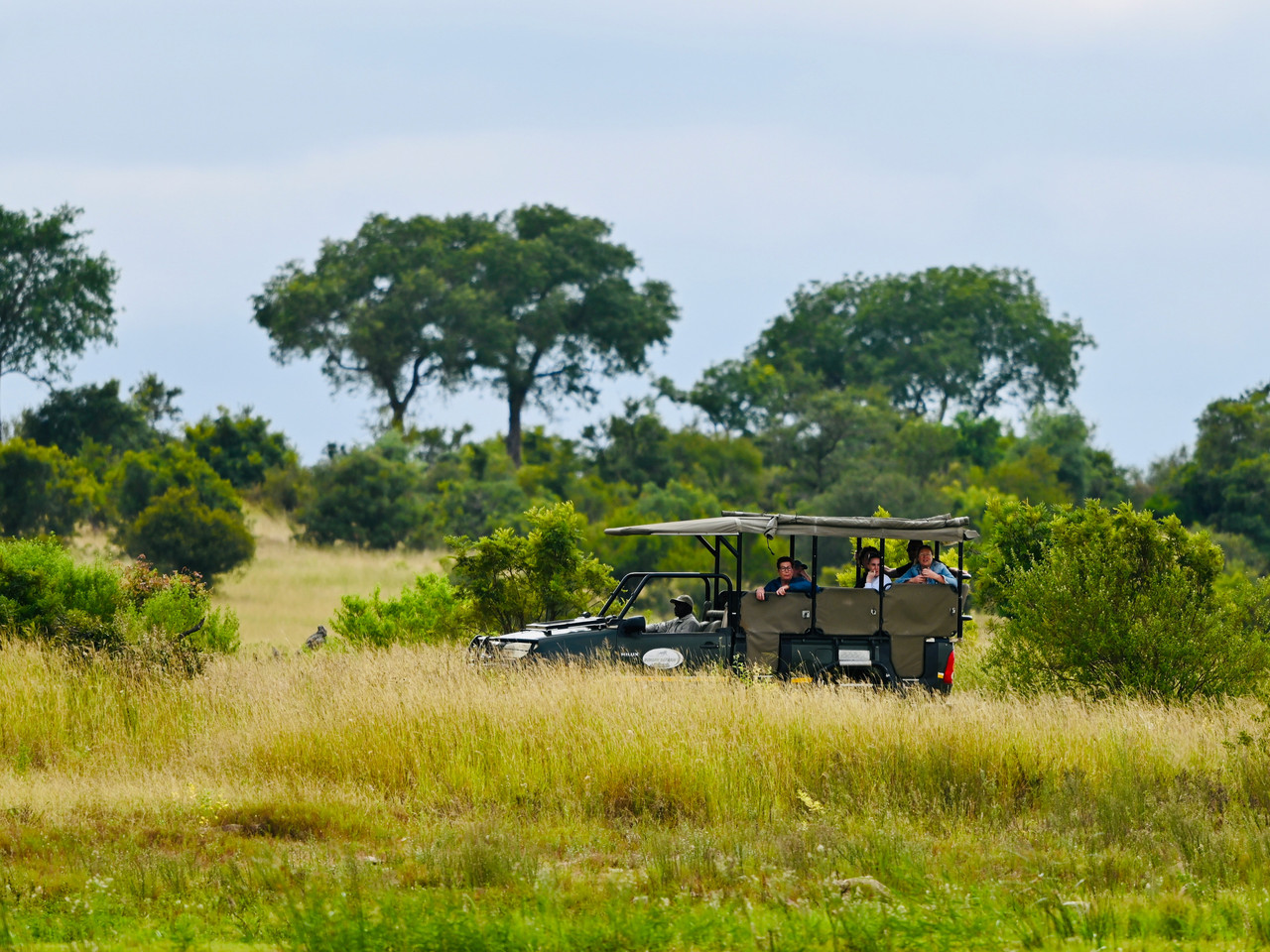 Wildlife on safari