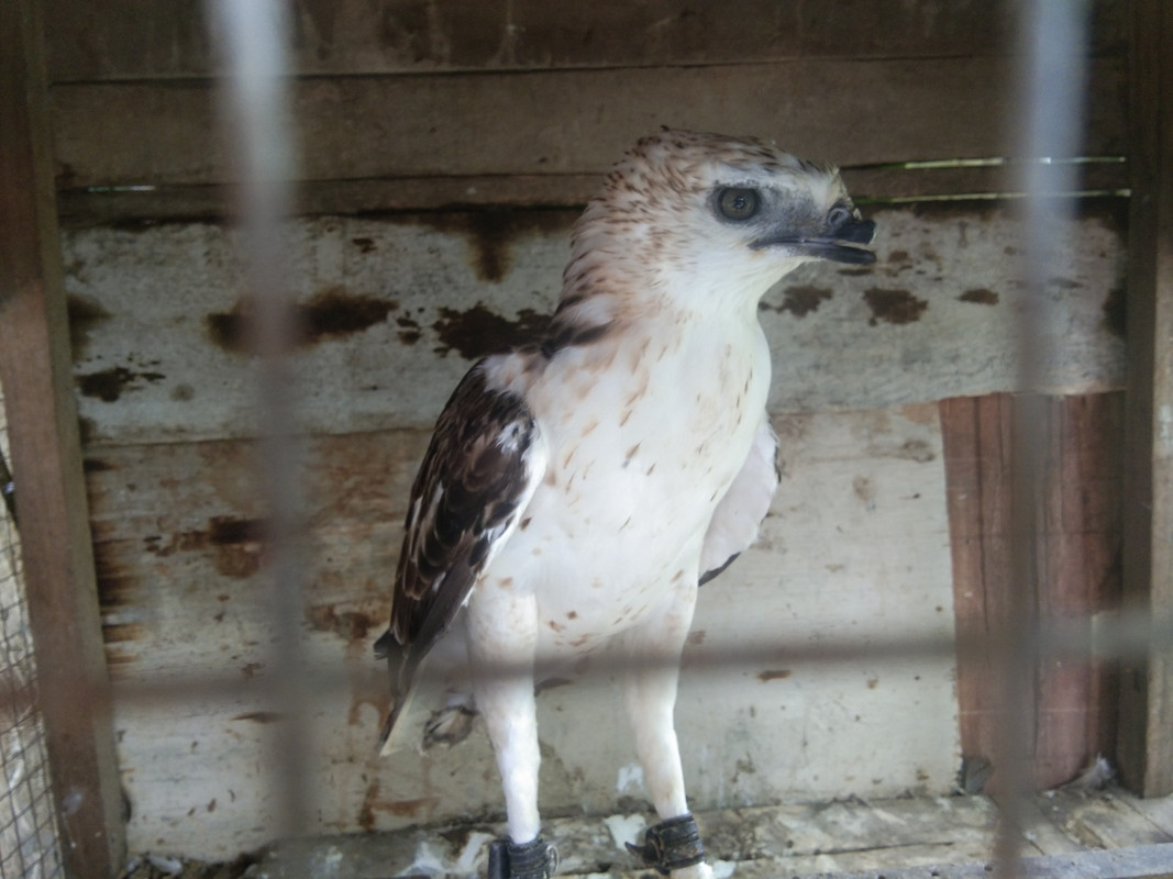 Elang Dada Putih Bearshares