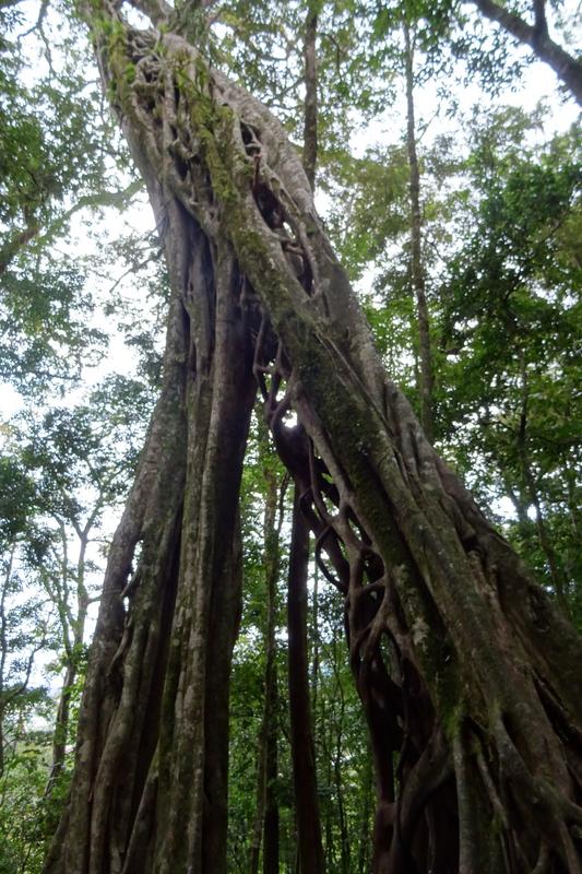 Día 11. La Fortuna - Monteverde - 3 semanas Costa Rica en autobús 2018 Oct (5)