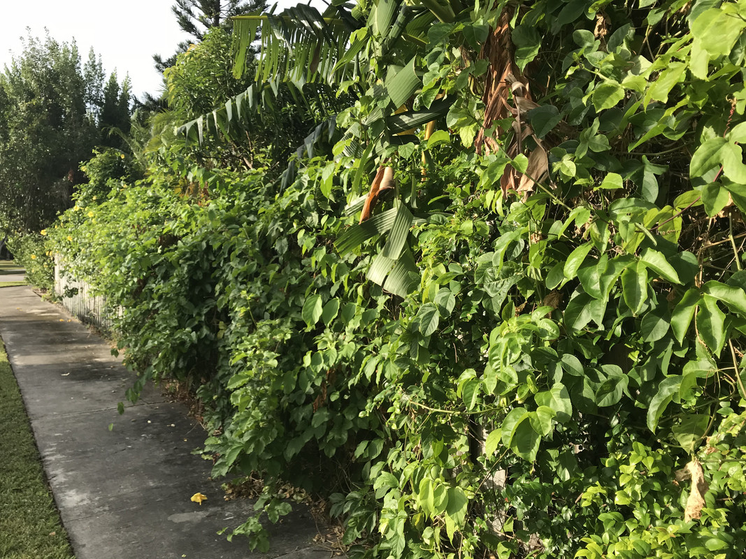 Passion Vine Alley 112018