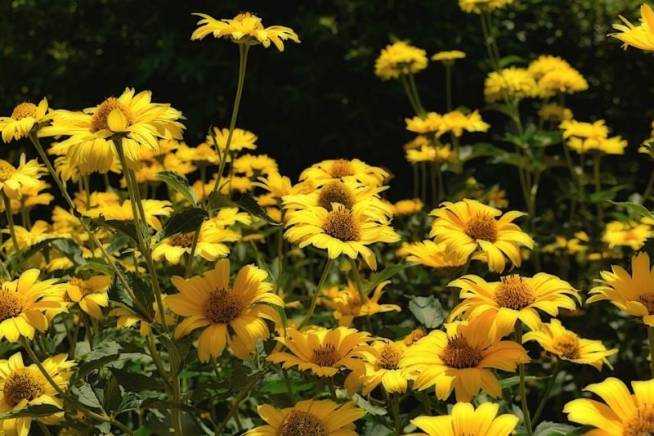 Маленькие солнца в саду 5 желтых цветов, напоминающих ромашки