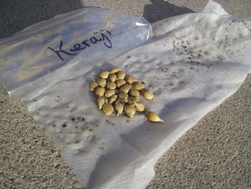 keraji seeds