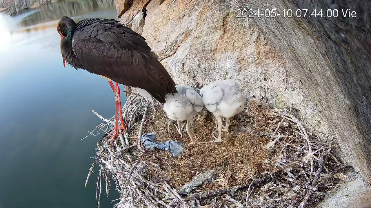 Cigüeña Negra en Tajo Internacional 12-38-53 screenshot