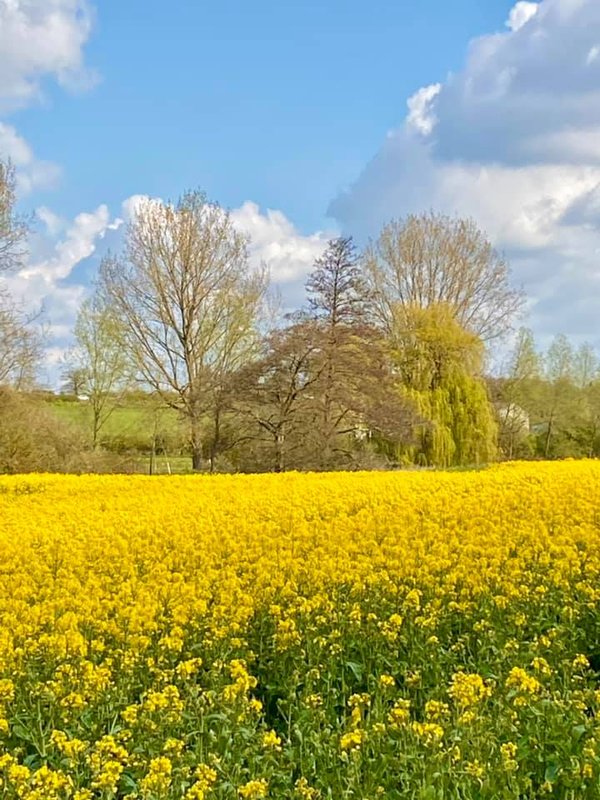 fields-mustard-rape.jpg