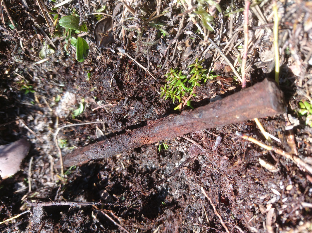 kesäheinä17 054