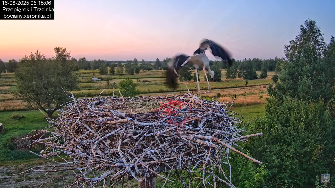 16082025bociany7