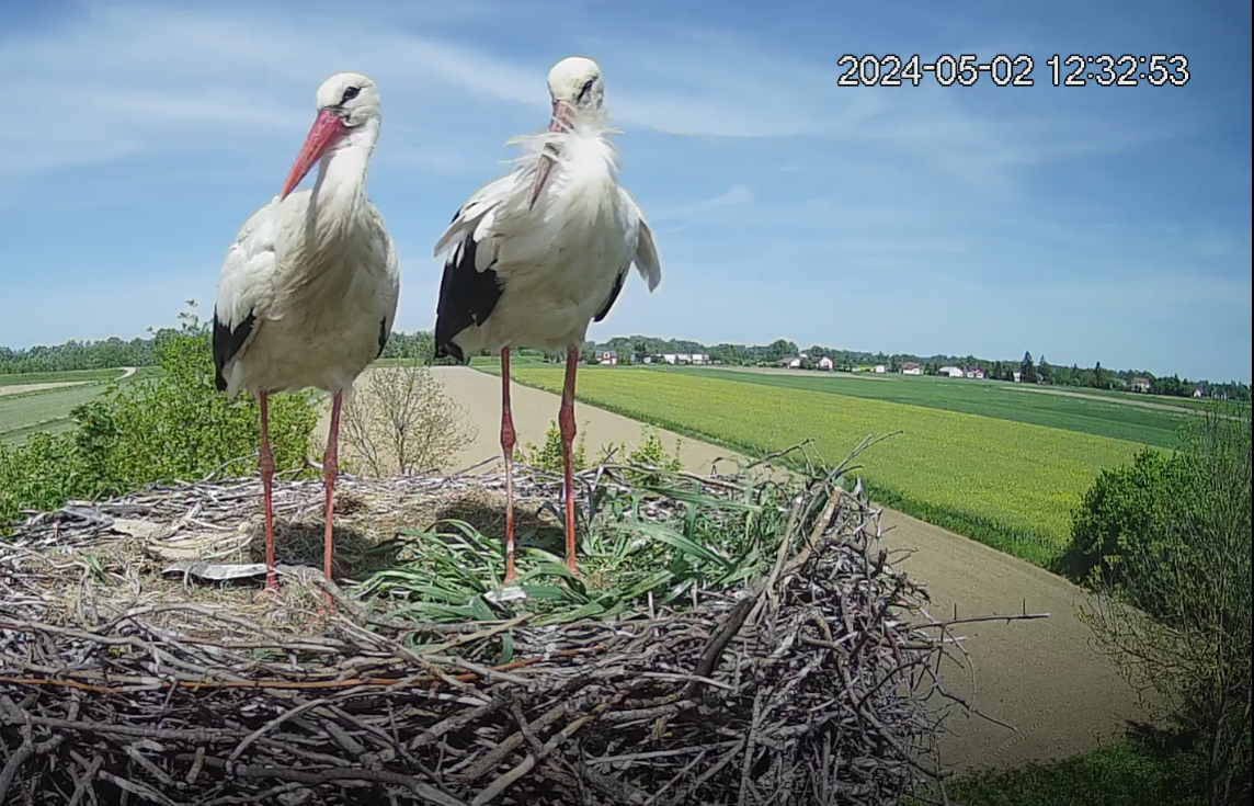 Zrzut ekranu 2024-05-02 123321