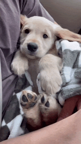 Dog-Puppy-Dadm2-res-852p-ezgif-com-optimize.gif